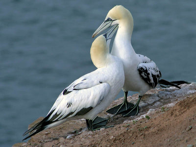 Gannet - Jan van Gent - Morus bassanus