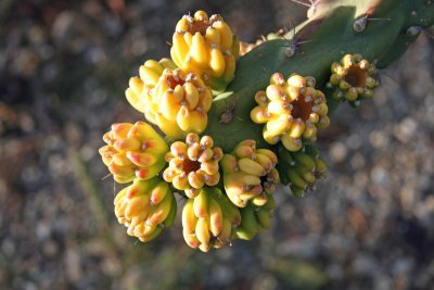 Cacti-in-Bloom