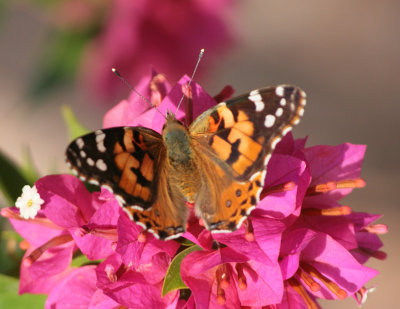 Painted Lady Butterfly