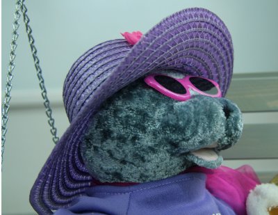 purple hat  bear