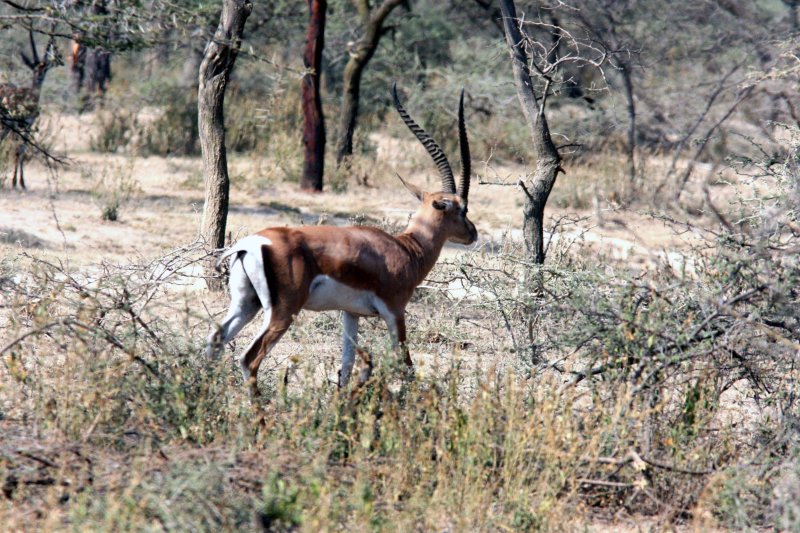 Grants Gazelle  northern tribe northern population. Photo Stefan  Lithner