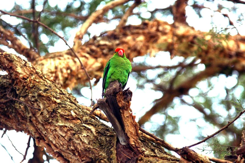 Black-winged Lovebird. Photo Stefan  Lithner