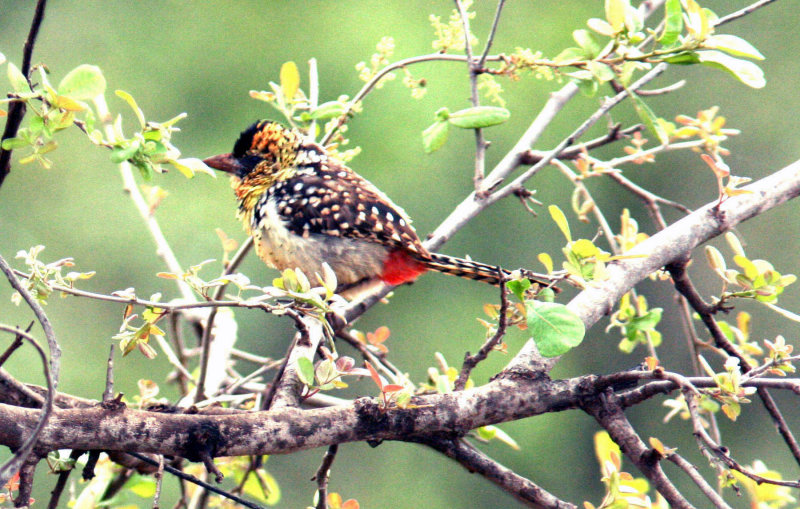 Darnauds Barbet. Photo Stefan  Lithner