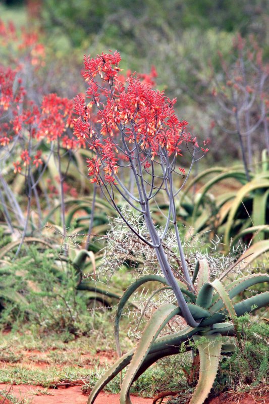 Alo calidophila Ethiopia. Photo Stefan  Lithner
