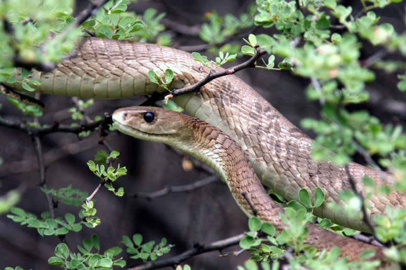 Black Mamba.  Ethiopia Nov 2007.Photo Stefan  Lithner