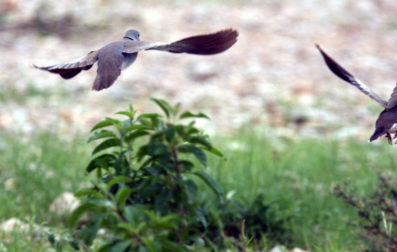 African White-winged Dove . Photo Stefan  Lithner