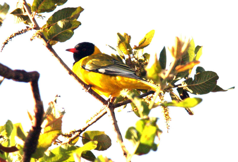 African Black-headed Oriole. Photo Stefan  Lithner