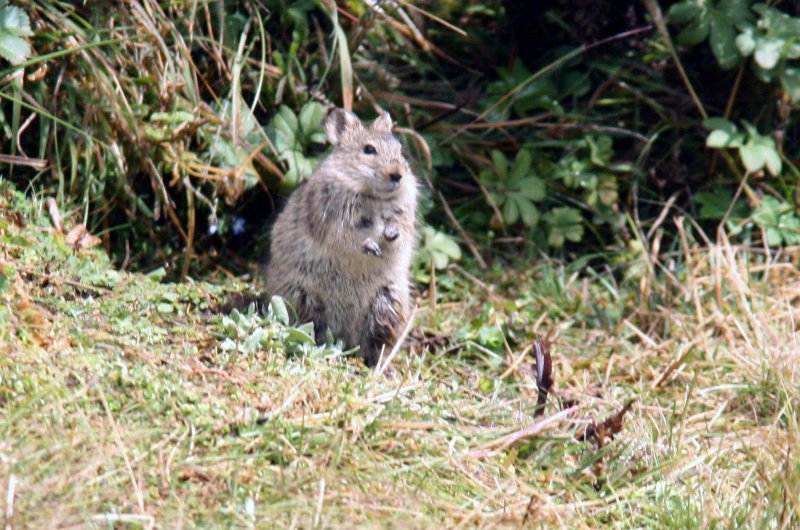 Black-clawed Brush-furred Rat. Photo Stefan  Lithner
