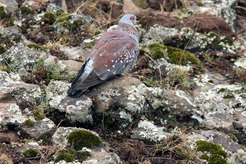 Speckled Pigeon. Photo Stefan  Lithner