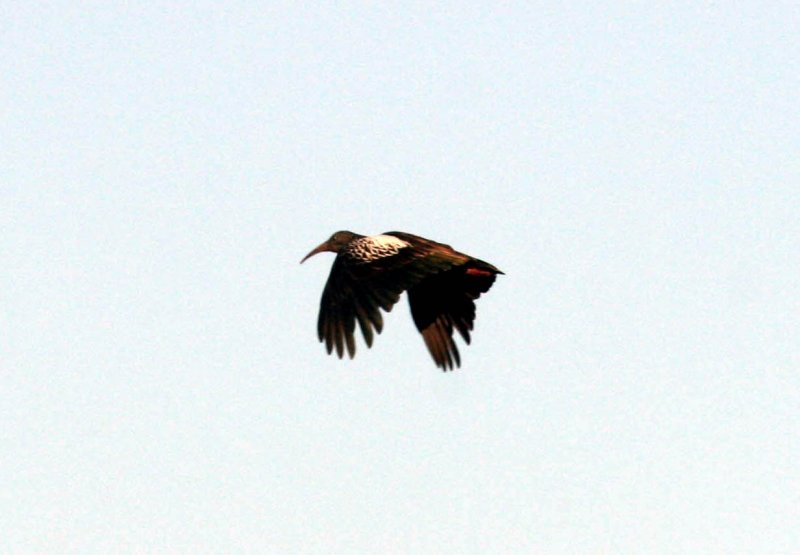 Wattled Ibis. Photo Stefan  Lithner