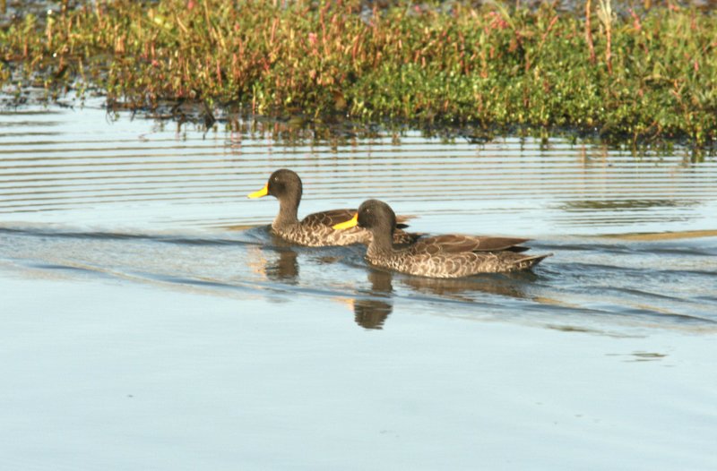 Yellow-billed Duck. Photo Stefan  Lithner