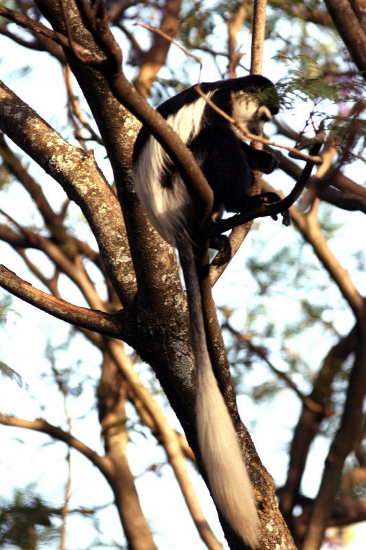 Guereza Colobus forma indet Lake Awasha Ethiopia. Photo Stefan  Lithner