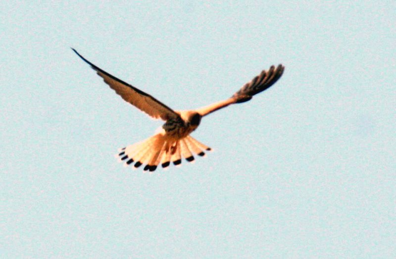 Lesser Kestrel. Photo Stefan  Lithner