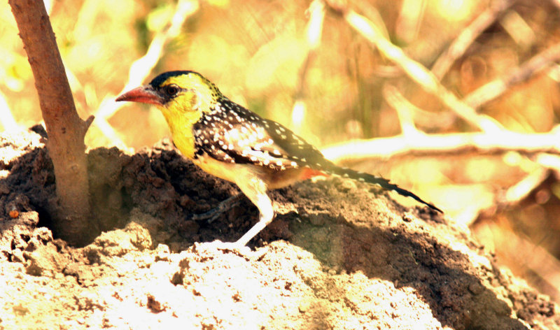 Yellow-breasted Barbet. Photo Stefan  Lithner