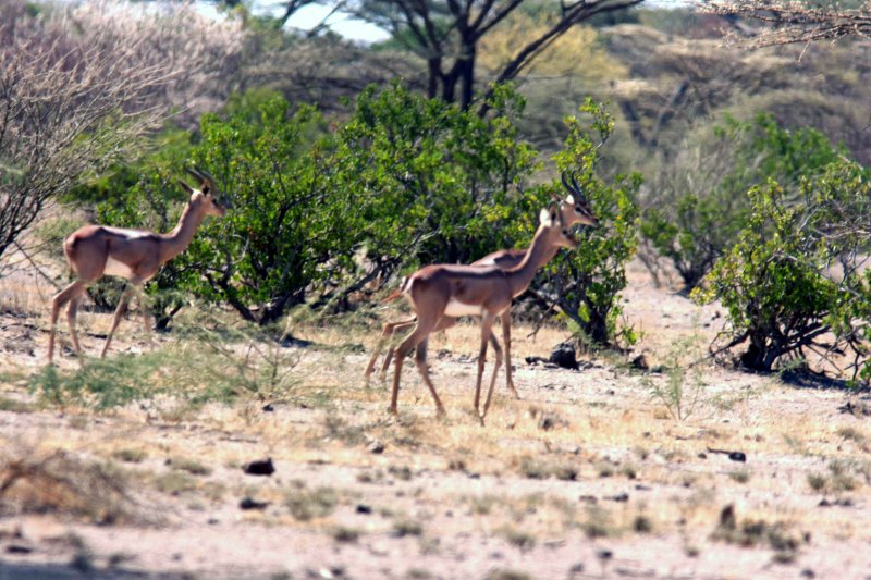 Gerenuk. Photo Stefan  Lithner