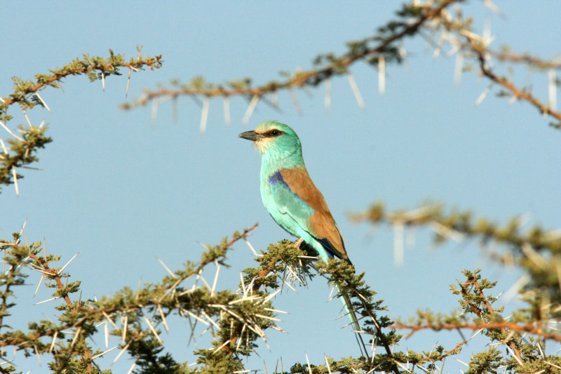 Abyssinian Roller. Photo Stefan  Lithner
