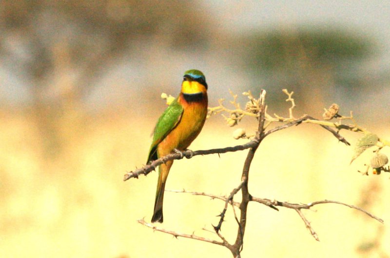 Little Bee-eater. Photo Stefan  Lithner