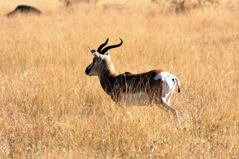 Sommerings Gazelle. Photo Stefan  Lithner