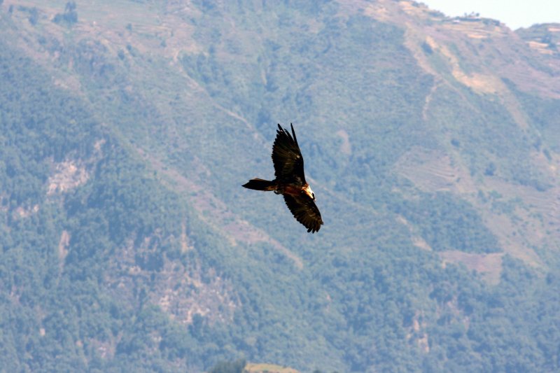  Lammergeier. Photo Stefan  Lithner