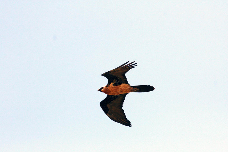  Lammergeier. Photo Stefan  Lithner