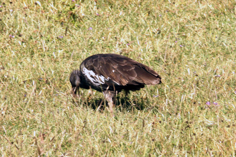 Wattled Ibis.  Photo Stefan  Lithner