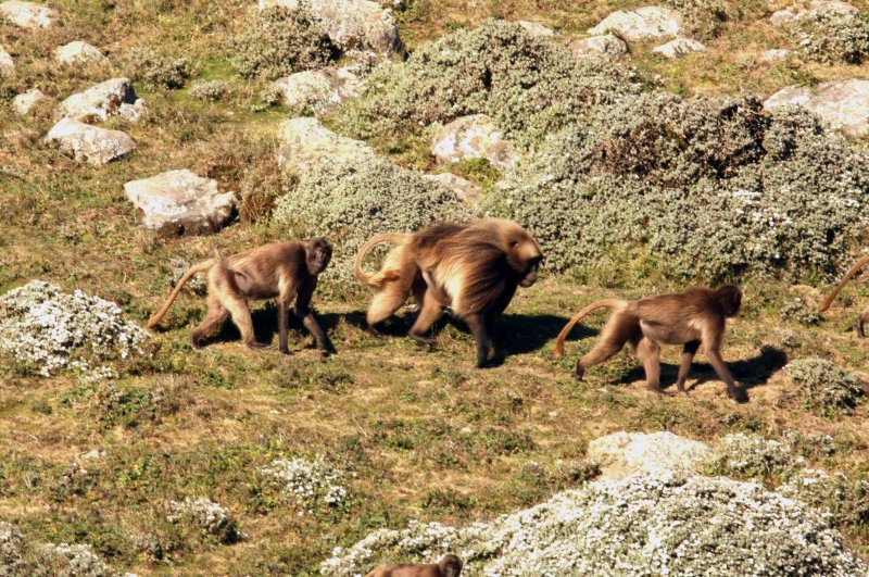 Gelada baboon.  Photo Stefan  Lithner