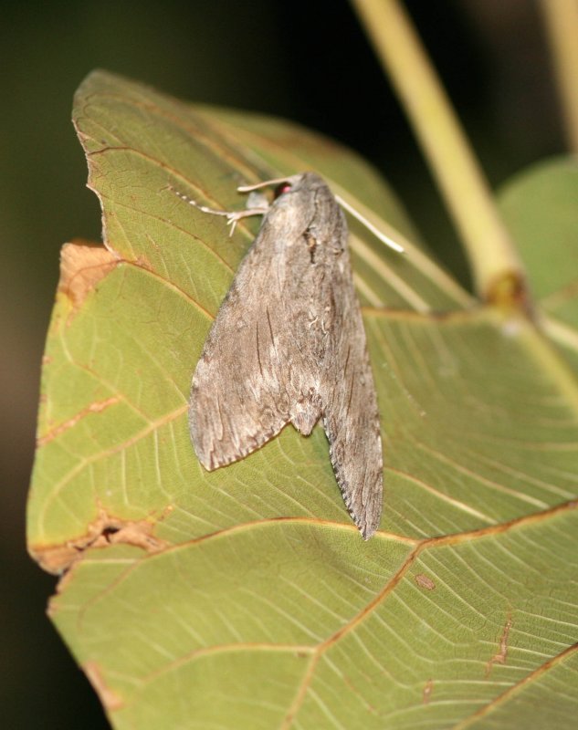 Herse convulvulii (kervindesvrmare) Ethipoia Nov 2007. Photo Stefan  Lithner