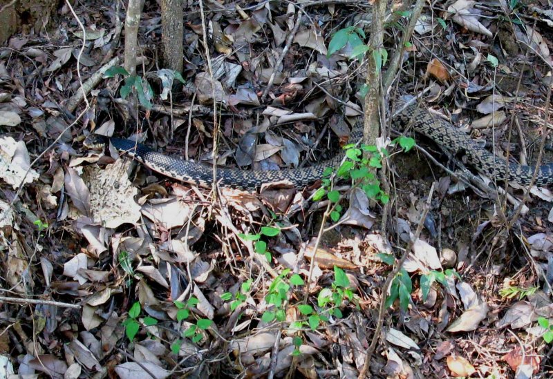 032 Madagaskar Madagascar giant hognose snake Leioheterodon madagascarensis Ankarafantsika 081027 S. Lithner