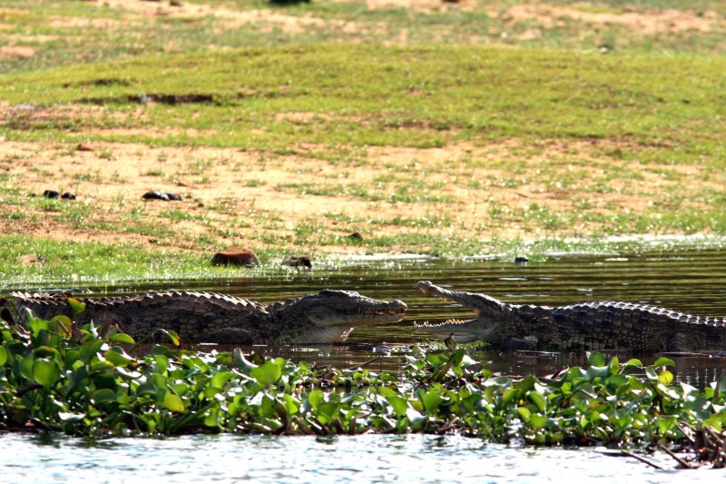 062 Nile chrocodile Ankarafantsika 081027 S. Lithner