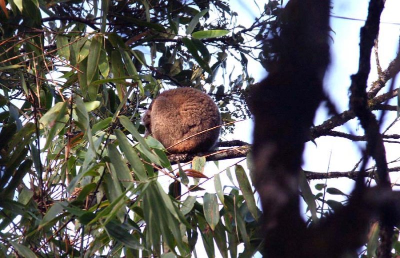 100 greater bamboo-lemur Ranomafana 081031 S. Lithner