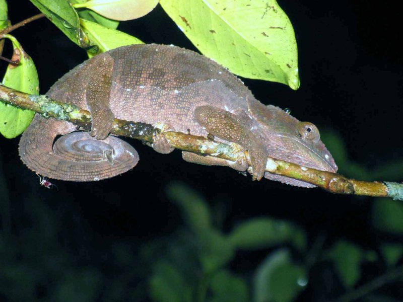 114 cryptic chameleon (Calumma crypticum) Ranomafana 081101 S. Lithner