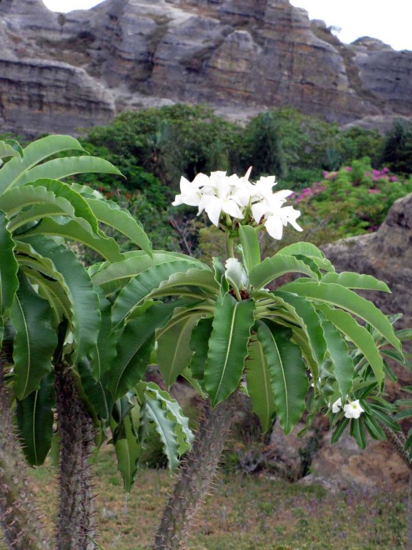 126 elefantfot (Pachypodium madagascariensis) Relai de la Reign Isalo Nat Pk 081102 S. Lithner