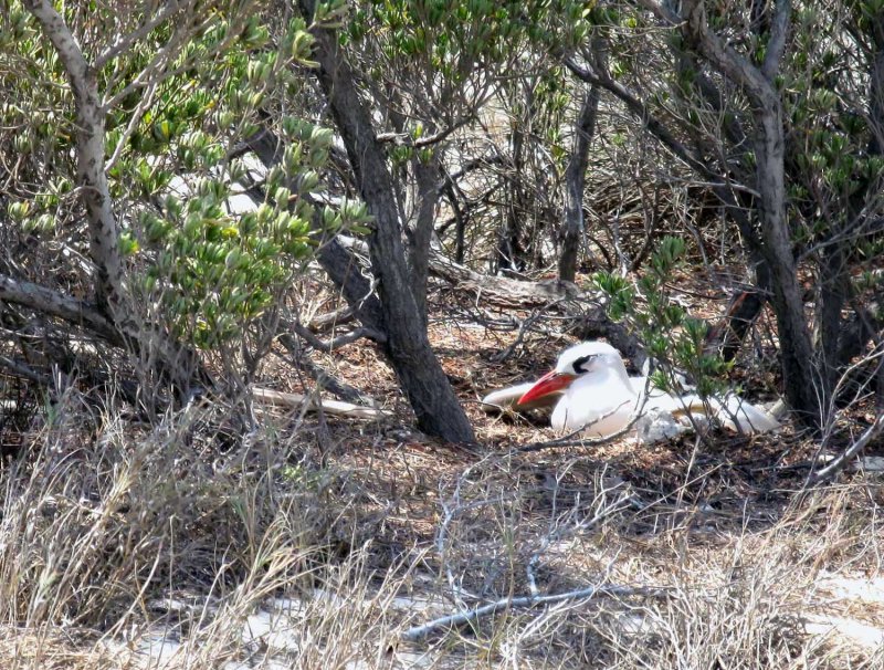 141 red-tailed tropicbird Nosy Ve 081104 S. Lithner