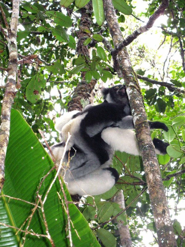 180 indri Andasibe-Mantadia Nat Pk 081111 S. Lithner