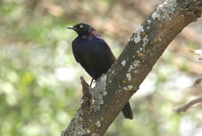Ruppell´s Starling. Photo Stefan © Lithner