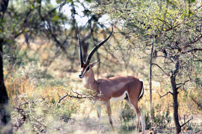 Grant´s Gazelle northern tribe northern population. Photo Stefan © Lithner