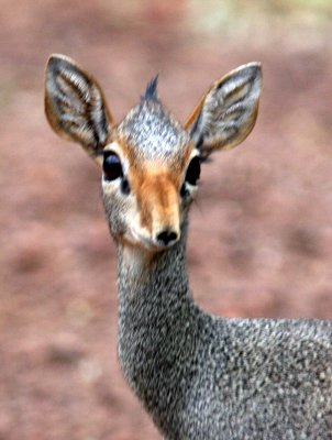 Gunther´s Dik-dik. Photo Stefan © Lithner