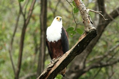 African Fish Eagle. Photo Stefan  Lithner