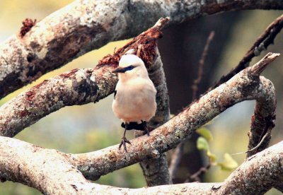 Stresemann´s Bush Crow. Photo Stefan © Lithner