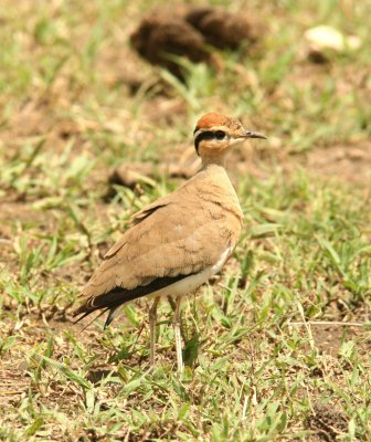 Temminck´s Courser. Photo Stefan © Lithner