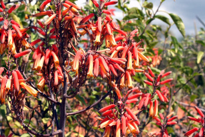Aloë calidophila Ethiopia. Photo Stefan © Lithner