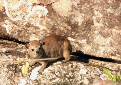 Ethipoian Rock Hyrax (Procavia habessinica). Photo Stefan © Lithner