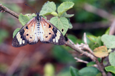 Danaus possibly crusippus Ethiopia Nov 2007. Photo Stefan © Lithner