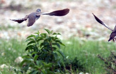 African White-winged Dove . Photo Stefan © Lithner
