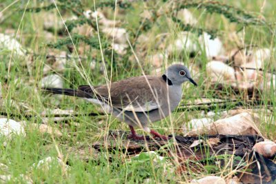 African White-winged Dove. Photo Stefan © Lithner