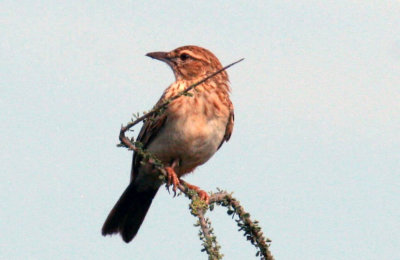Degodi Lark. Photo Stefan © Lithner