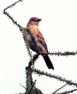 Degodi Lark. Photo Stefan © Lithner