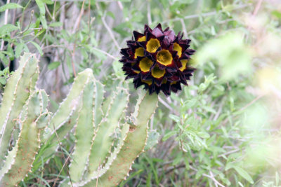 Desmidorchis speciosa Ethiopia Nov 2007. Photo Stefan © Lithner