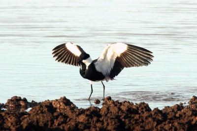 Spur-winged Lapwing. Photo Stefan © Lithner