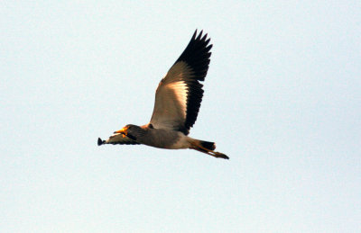 African Wattled Lapwing. Photo Stefan © Lithner